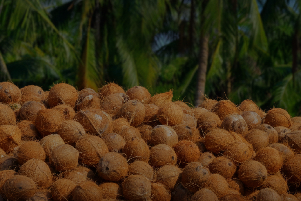 Home - AA Coconut Traders - AA Coconut Traders