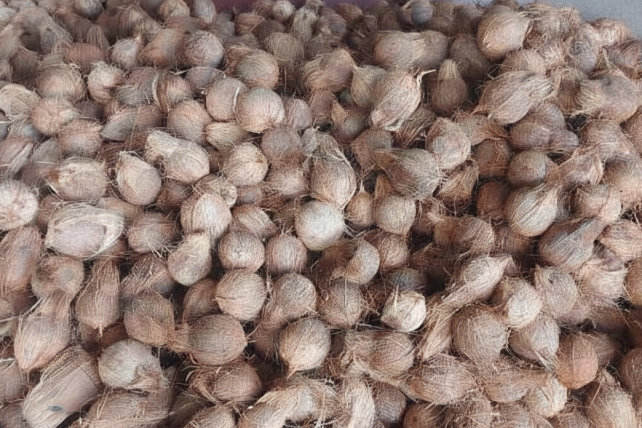 Home - AA Coconut Traders - AA Coconut Traders
