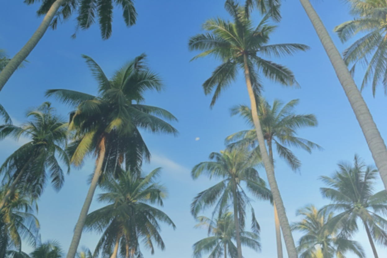 Home - AA Coconut Traders - AA Coconut Traders